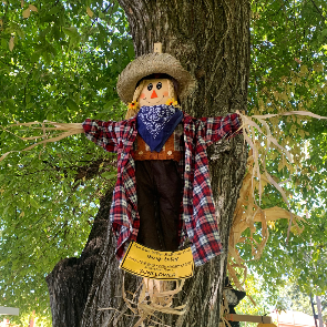 Sunflower the Scarecrow