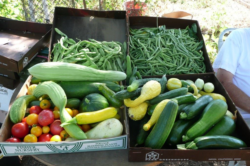 July Harvest Vegetables